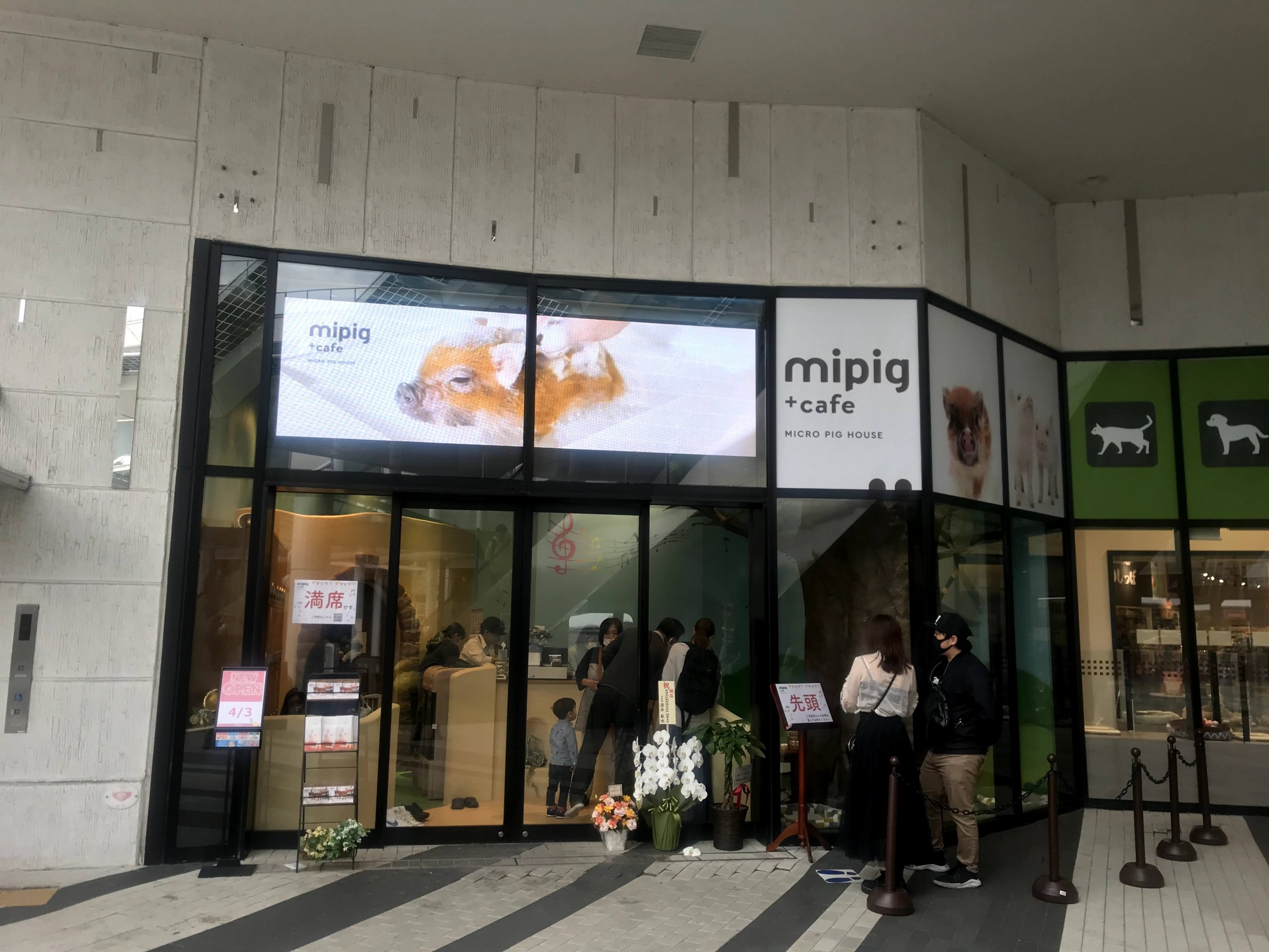 mipig cafe/イオンレイクタウン店