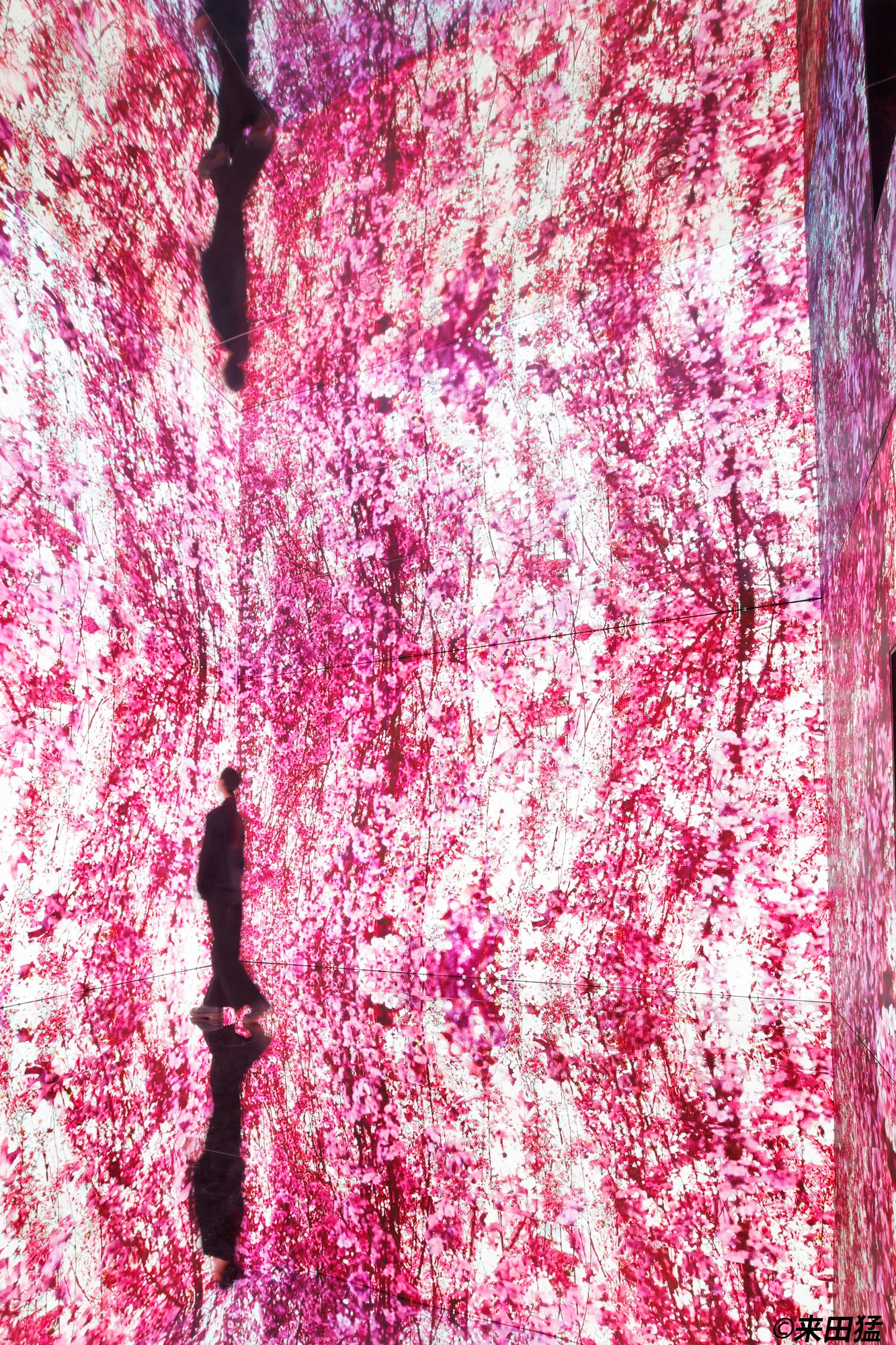 蜷川実花展 with EiM：彼岸の光、此岸の影②